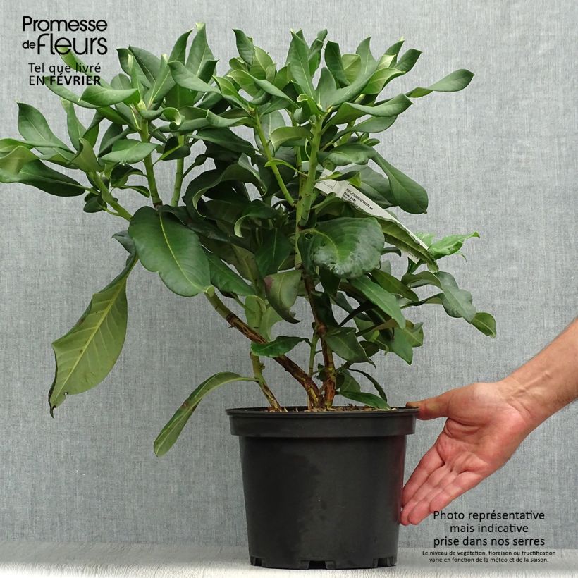 Example of Rhododendron Polar Bear Topf mit 4L/5L as you get in automne