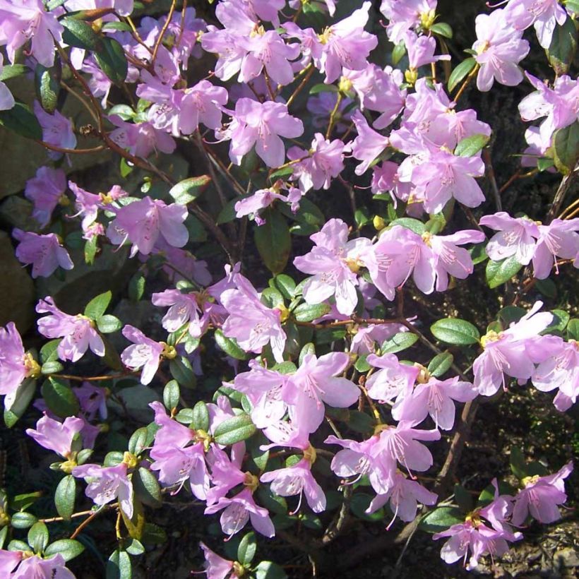 Rhododendron Praecox (Flowering)
