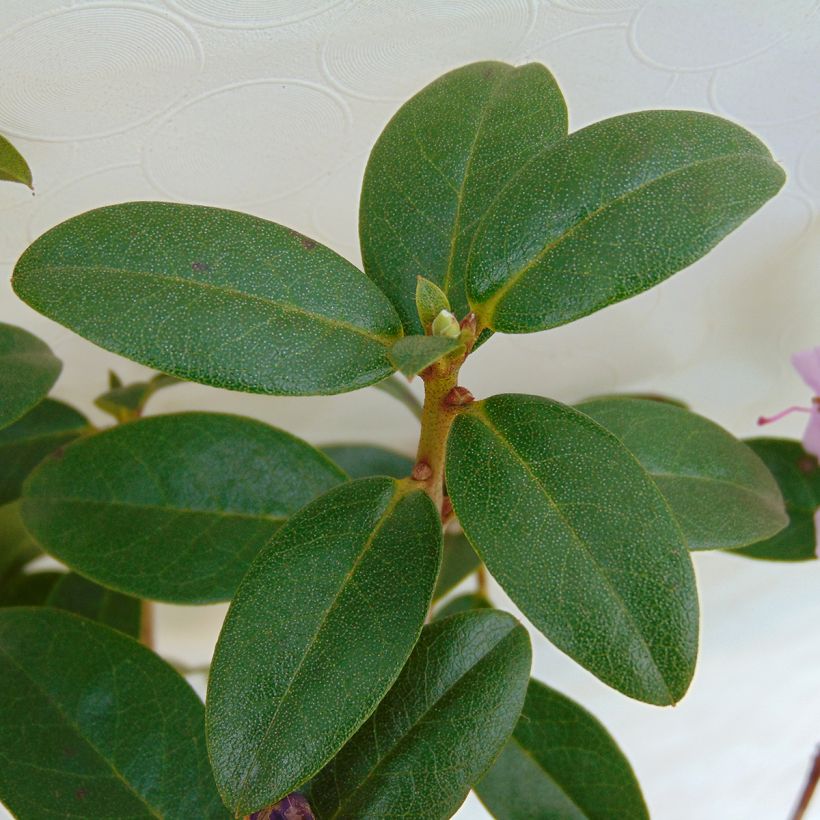 Rhododendron Praecox (Foliage)