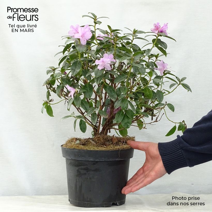 Exemplar von Rhododendron Praecox Topf mit 2L/3L wie im Frühjahr geliefert