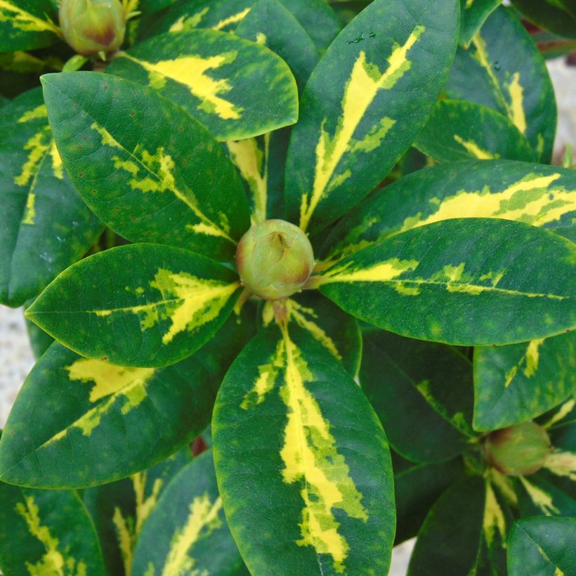 Rhododendron Président Roosevelt (Foliage)