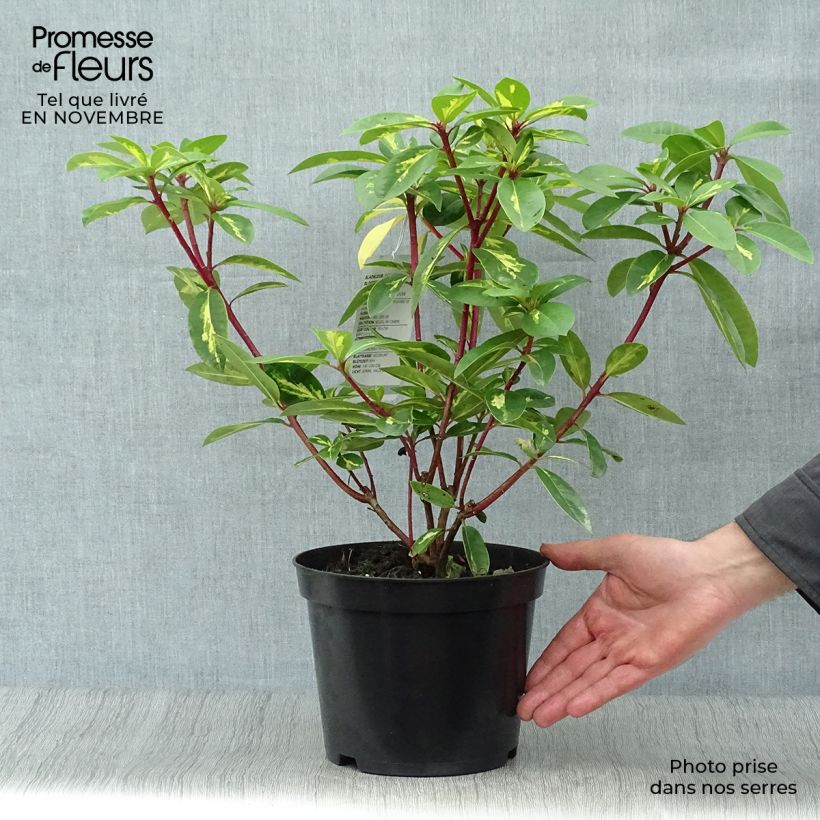 Example of Rhododendron Président Roosevelt Topf mit 4L/5L as you get in automne