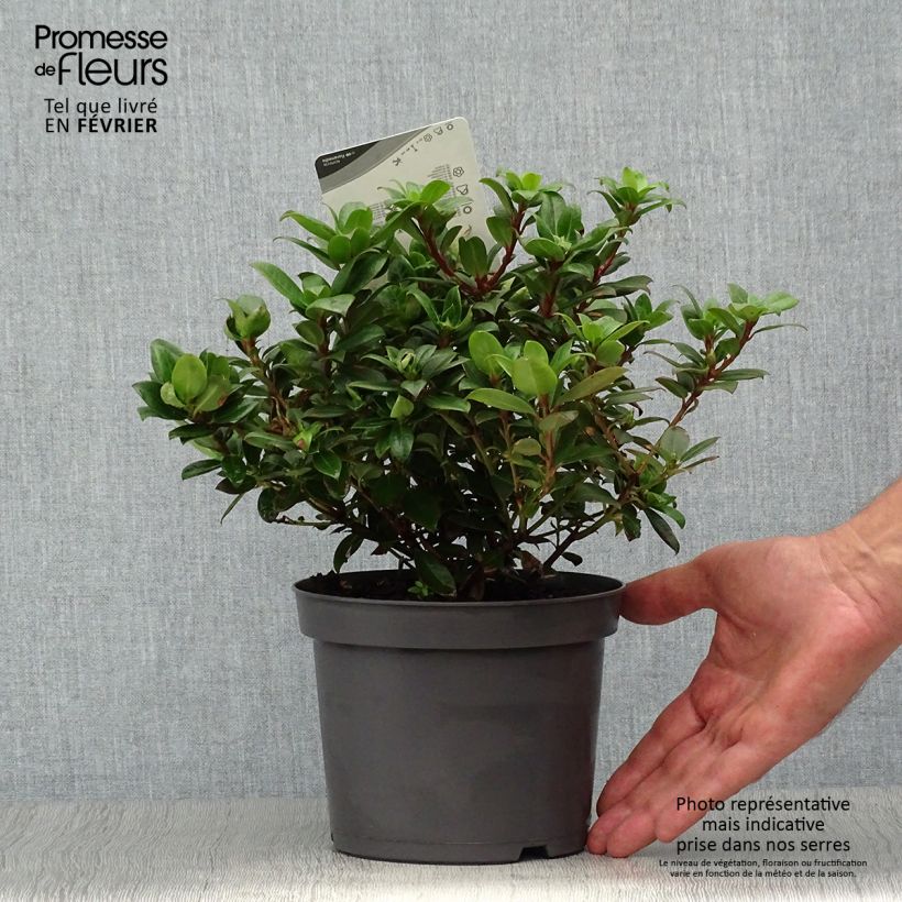 Example of Rhododendron Princess Anne Topf mit 2L/3L as you get in automne