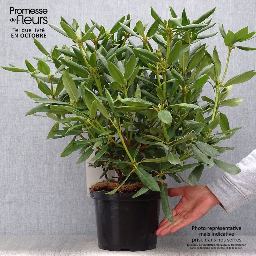 Example of Rhododendron catawbiense Roseum Elegans Topf mit 4L/5L as you get in automne