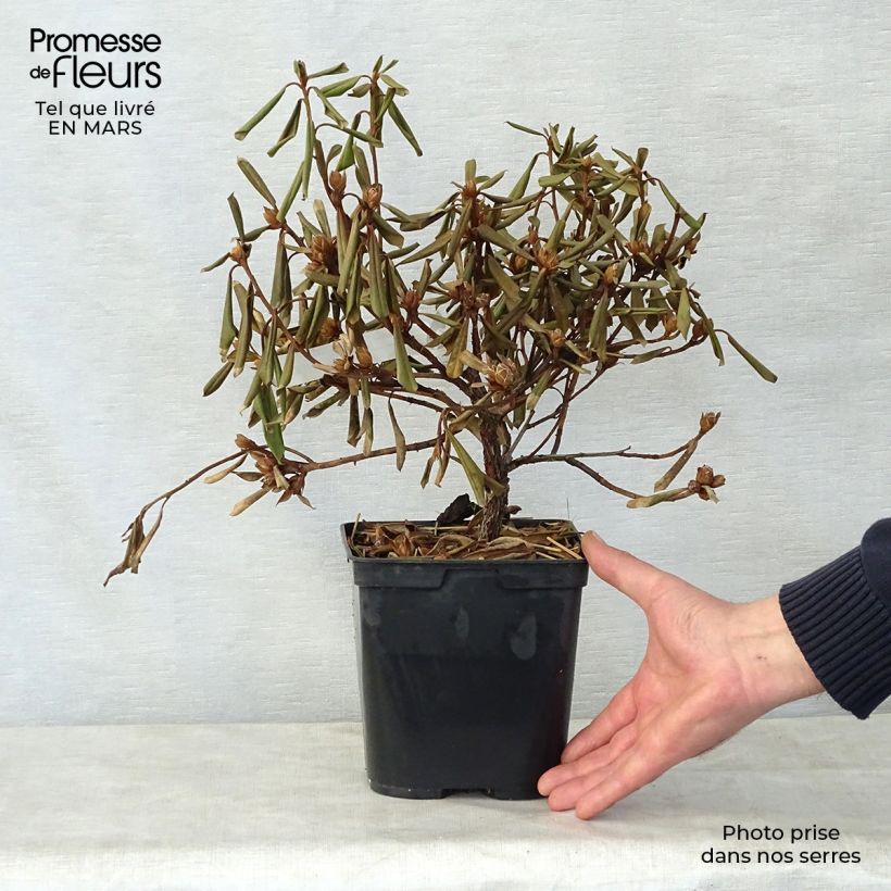 Exemplar von Rhododendron Saffron Queen Topf mit 3L/4L wie im Frühjahr geliefert