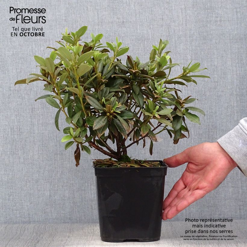 Example of Rhododendron Saffron Queen Topf mit 3L/4L as you get in automne