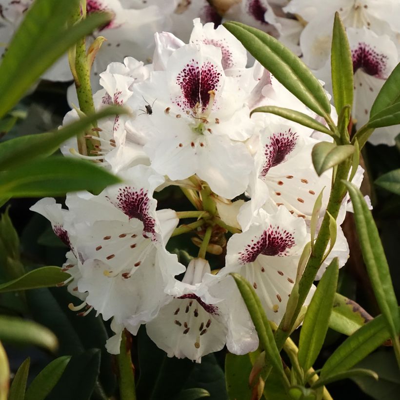 Rhododendron Sappho (Blüte)