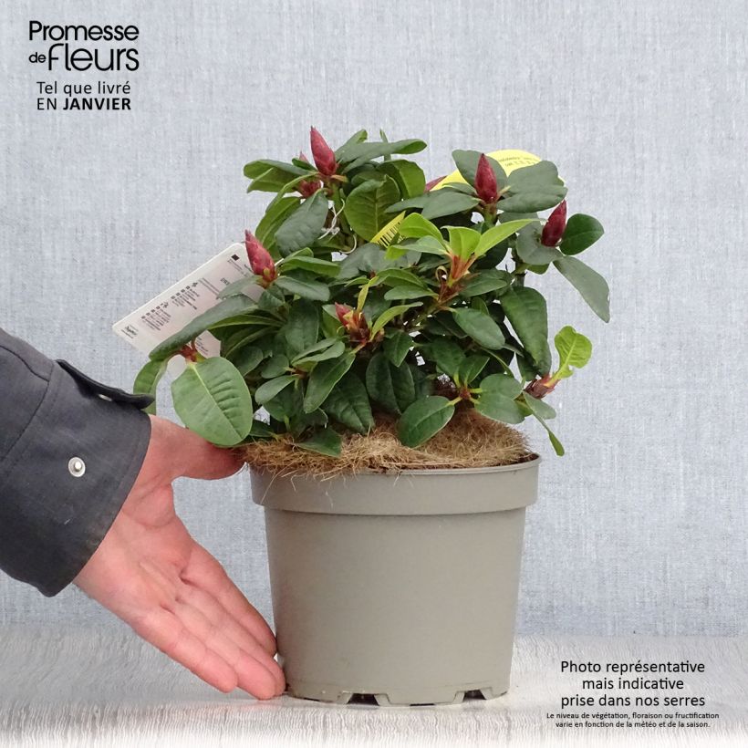 Exemplar von Rhododendron Scarlet Wonder Topf mit 2L/3L wie im Winter geliefert