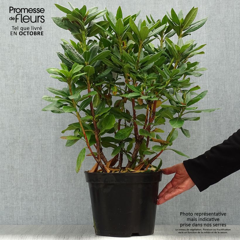 Example of Rhododendron Scarlet Wonder Topf mit 2L/3L as you get in automne