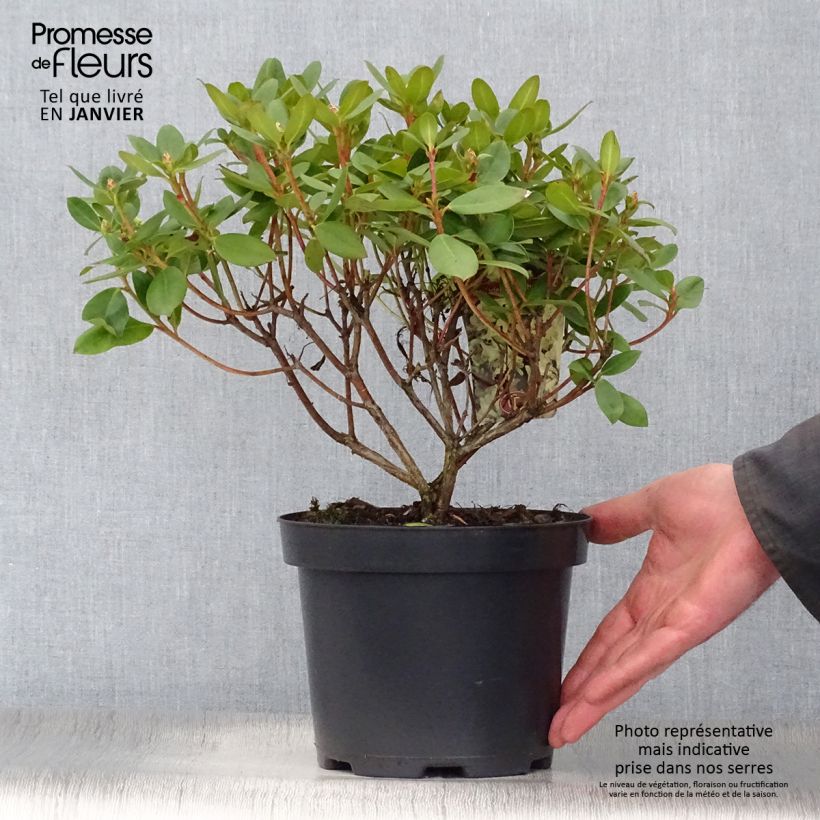 Exemplar von Rhododendron Shamrock Topf mit 2L/3L wie im Winter geliefert