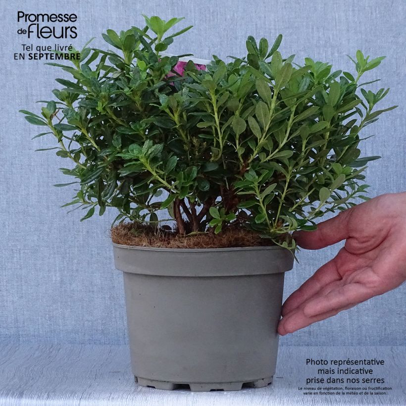 Example of Rhododendron Snipe Topf mit 2L/3L as you get in automne