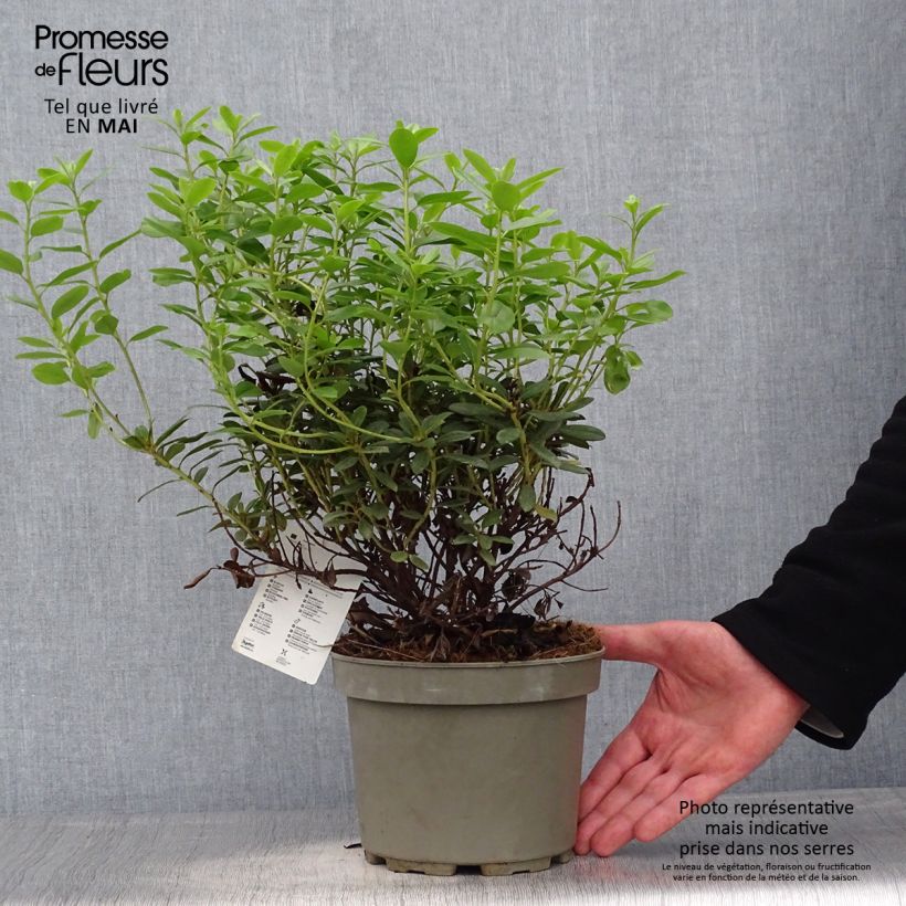 Exemplar von Rhododendron Snipe Topf mit 2L/3L wie im Frühjahr geliefert