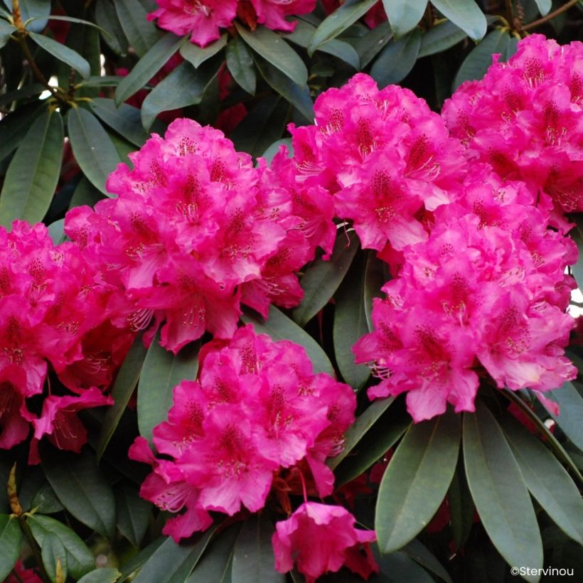 Rhododendron Souvenir de J. Broughton (Blüte)