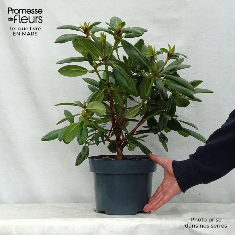 Exemplar von Rhododendron Virginia Richards Topf mit 4L/5L wie im Frühjahr geliefert