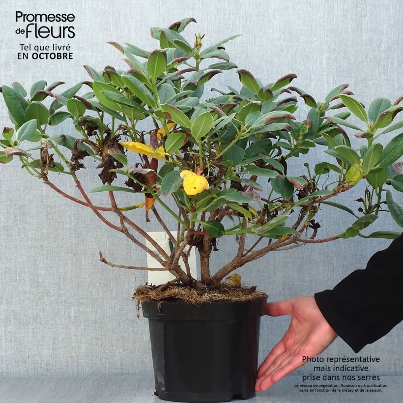 Example of Rhododendron Virginia Richards Topf mit 4L/5L as you get in automne