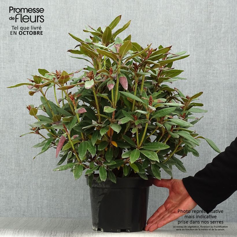 Example of Rhododendron Winsome Topf mit 3L/4L as you get in automne