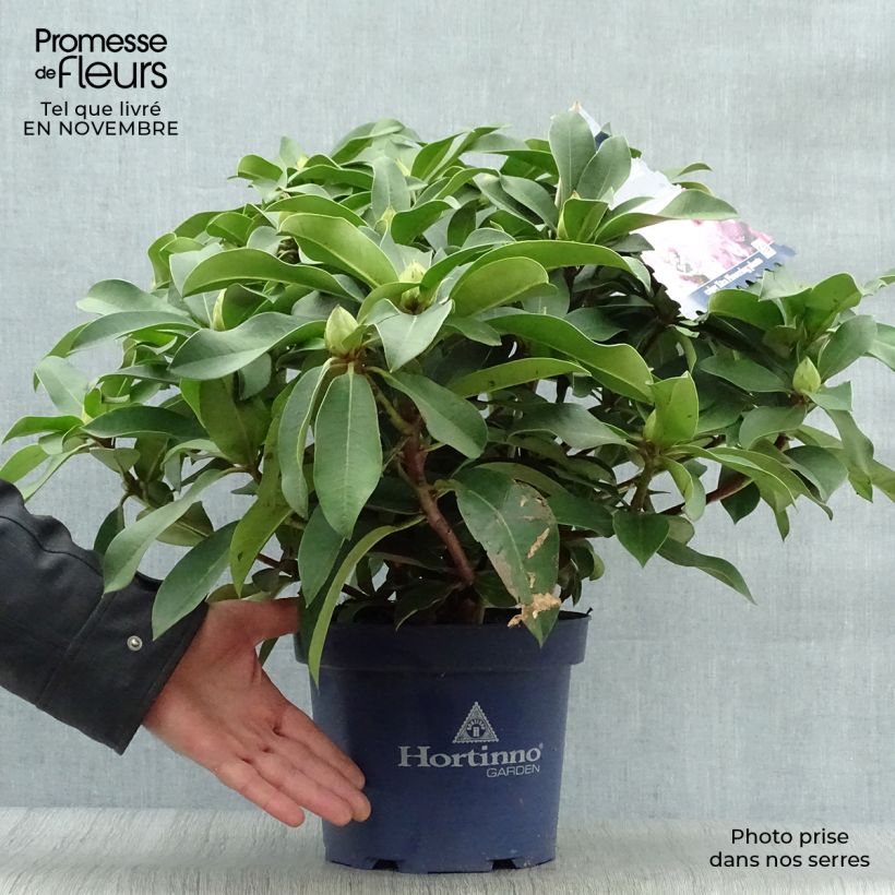 Example of Rhododendron XXL Topf mit 2L/3L as you get in automne