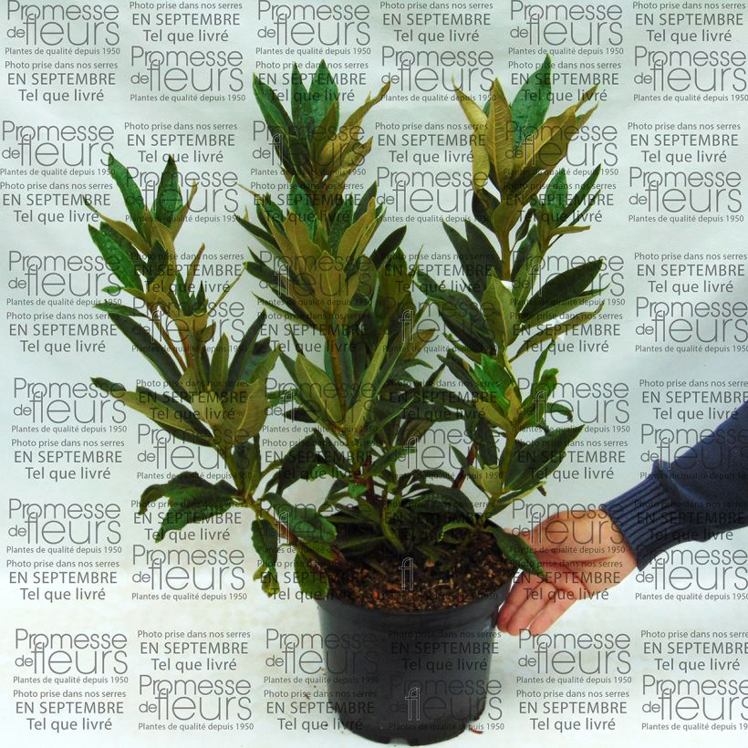 Example of Rhododendron arboreum subsp. arboreum Topf mit 12L/15L as you get