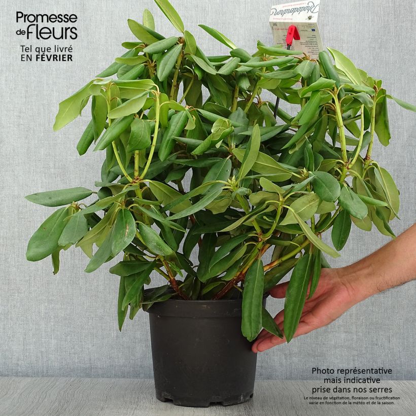 Example of Rhododendron catawbiense Boursault Topf mit 4L/5L as you get in automne