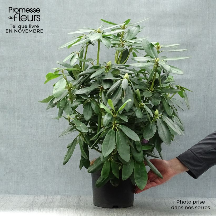 Example of Rhododendron catawbiense Grandiflorum Topf mit 4L/5L as you get in automne