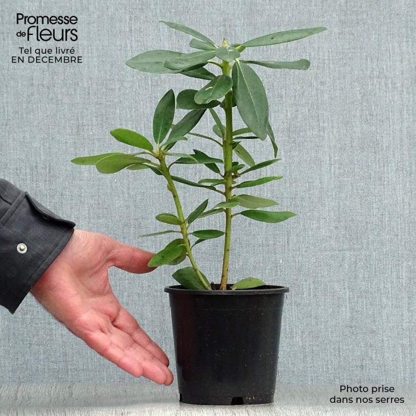 Exemplar von Rhododendron catawbiense Grandiflorum Topf 12 cm / 13 cm wie im Winter geliefert