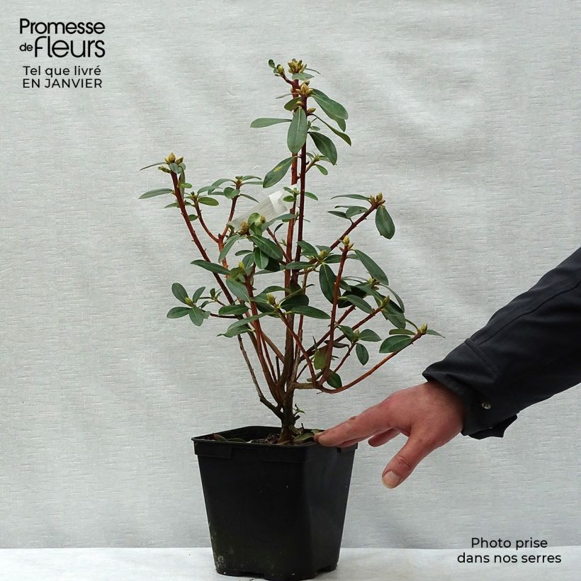 Example of Rhododendron cinnabarinum Topf mit 3L/4L as you get in hiver