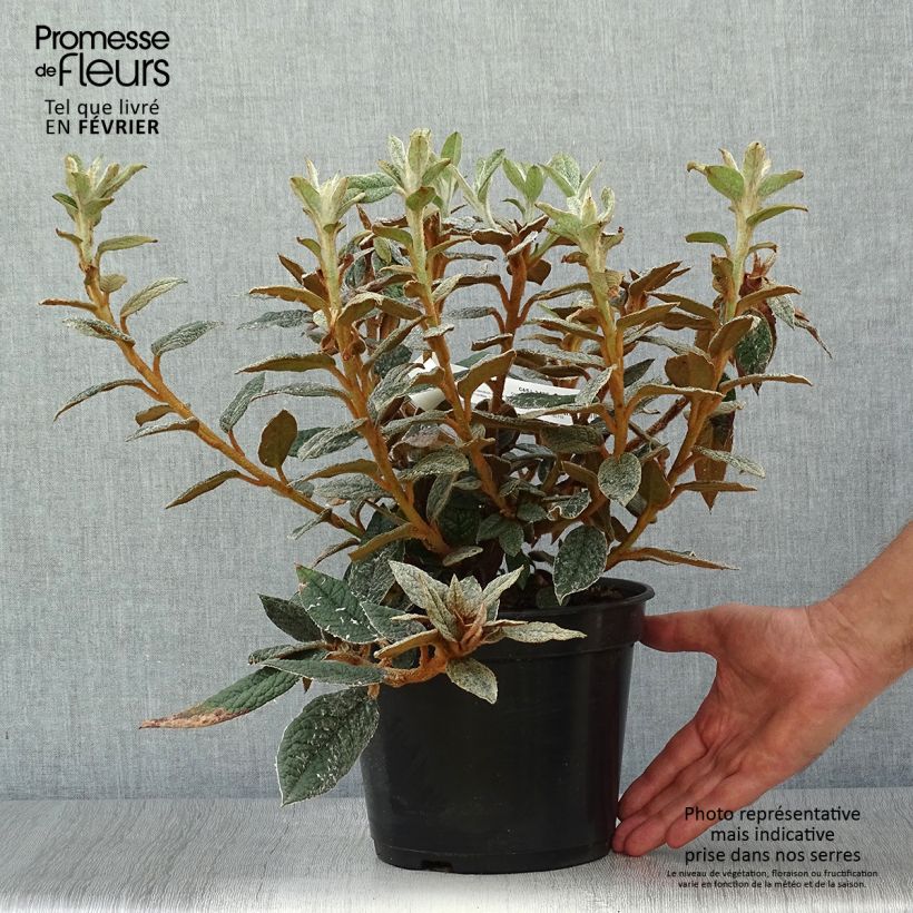 Example of Rhododendron edgeworthii Topf mit 3L/4L as you get in automne
