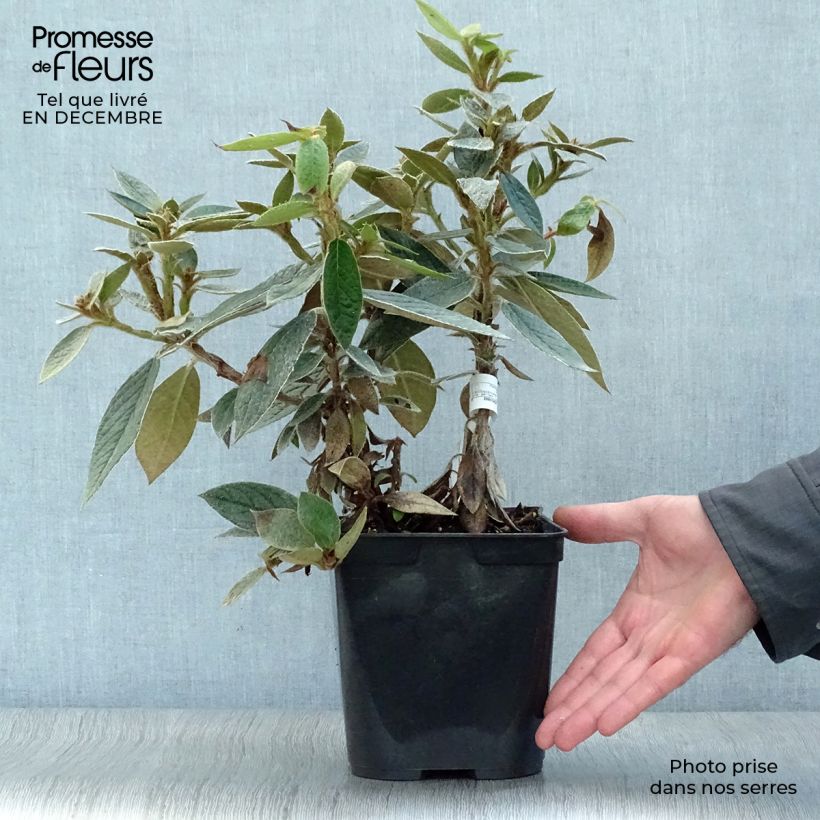 Exemplar von Rhododendron edgeworthii Topf mit 3L/4L wie im Winter geliefert