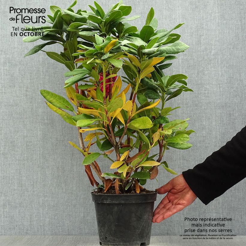 Example of Rhododendron Cosmopolitan Topf mit 2L/3L as you get in automne