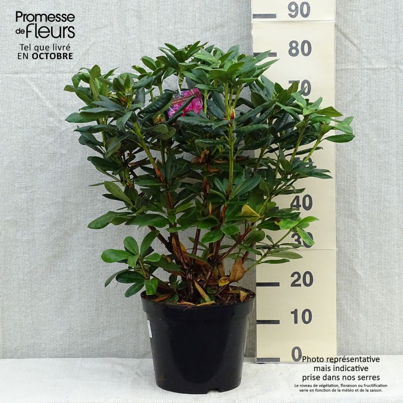 Example of Rhododendron Cosmopolitan Topf mit 7,5L/10L as you get in automne