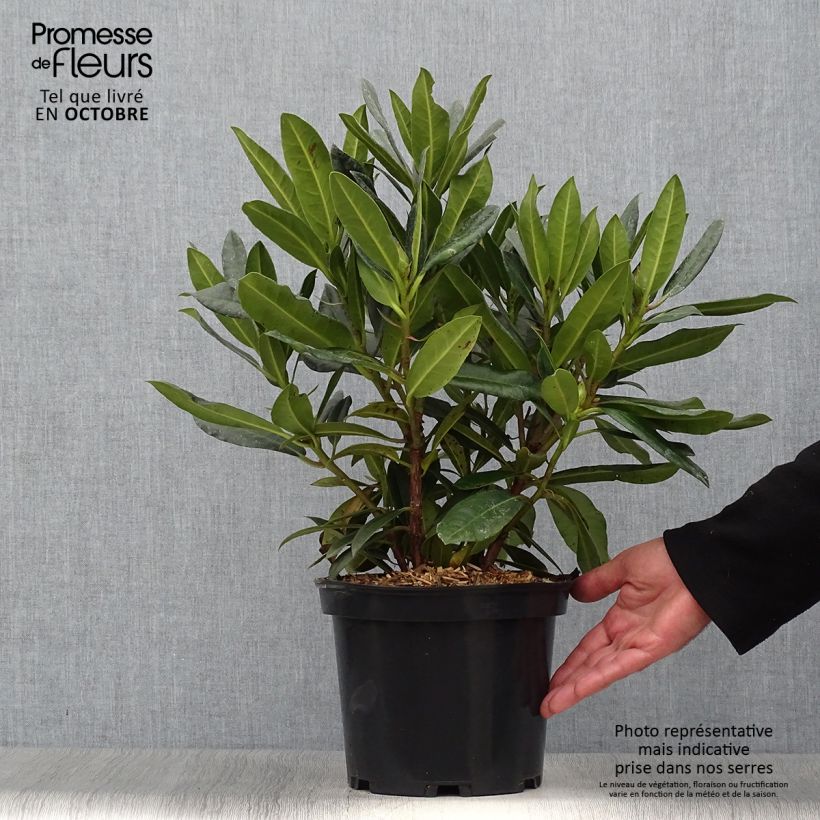 Example of Rhododendron Kabarett Topf mit 4L/5L as you get in automne