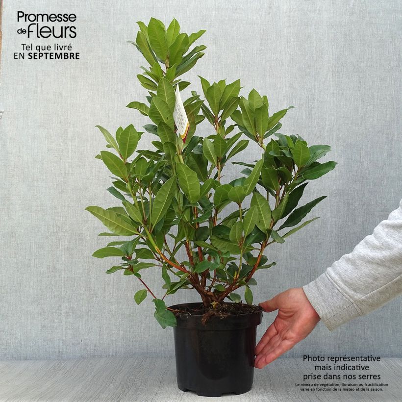 Example of Rhododendron Lord Roberts Topf mit 4L/5L as you get in automne