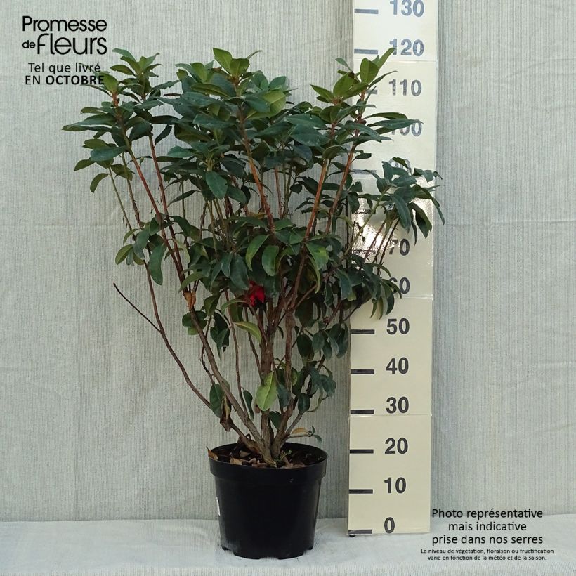 Example of Rhododendron Moser's Maroon Topf mit 7,5L/10L as you get in automne