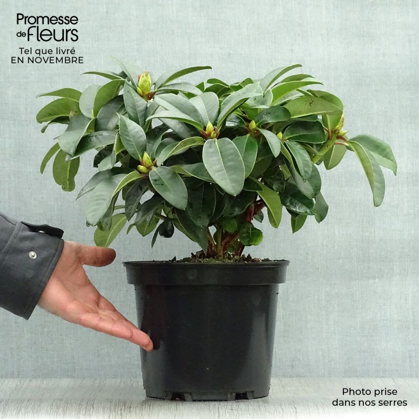 Example of Rhododendron Naselle Topf mit 4L/5L as you get in automne