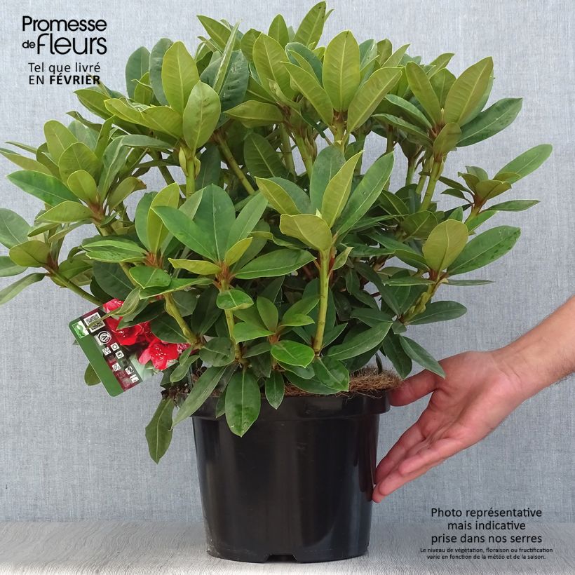 Example of Rhododendron Red Jack Topf mit 4L/5L as you get in automne