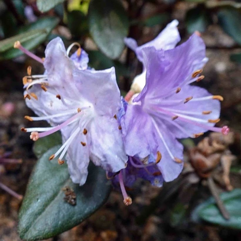 Rhododendron impeditum Ramapo - Zwerg-Rhododendron (Flowering)