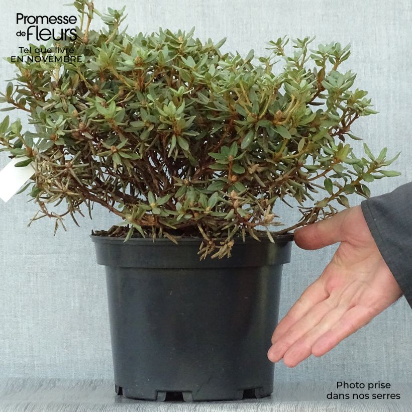 Example of Rhododendron Rhododendron impeditum Topf mit 2L/3L as you get in automne