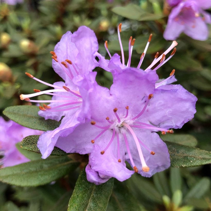 Rhododendron Rhododendron impeditum (Flowering)