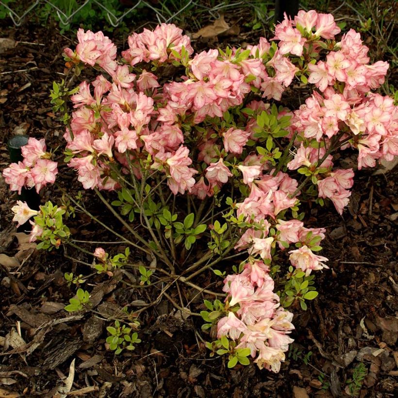 Japanische Azalee Peggy Ann - Azalea kaempferi (Plant habit)