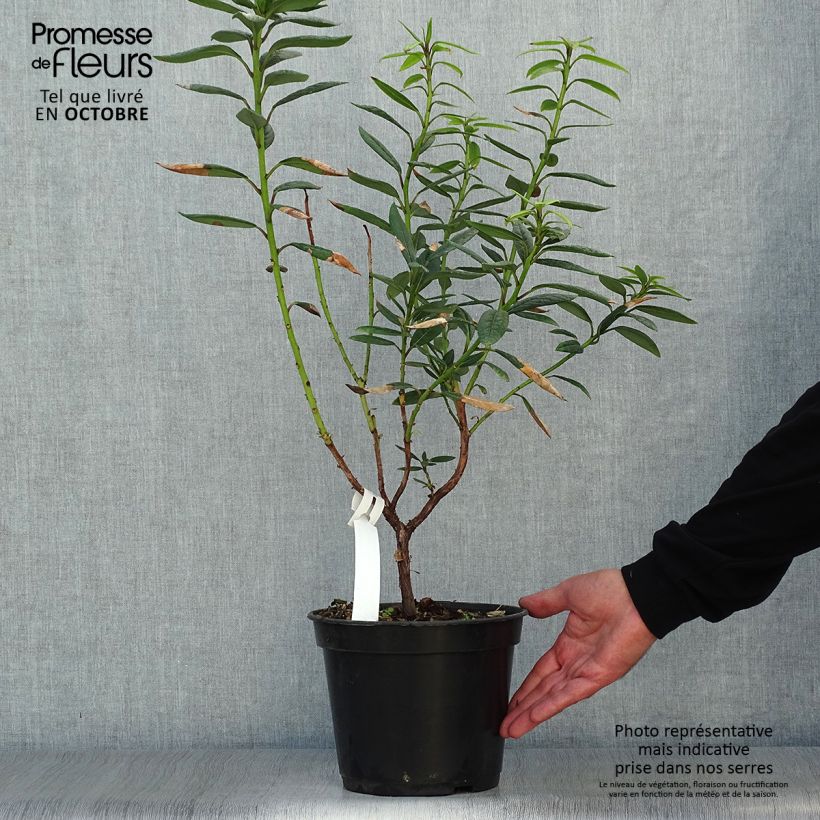 Example of Rhododendron lindleyi Topf mit 4L/5L as you get in automne