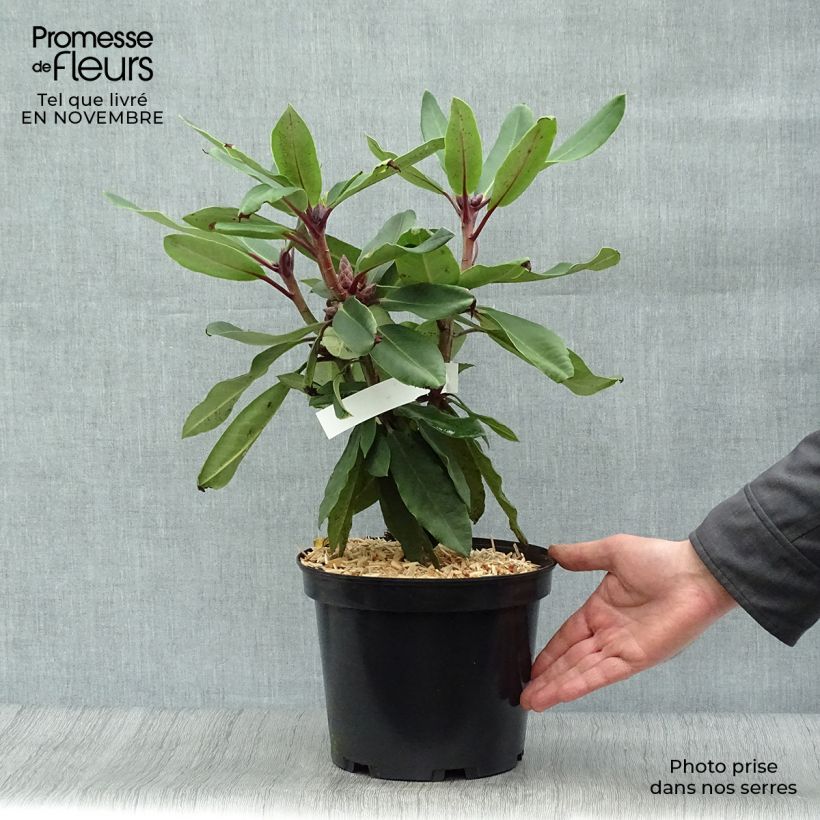 Example of Rhododendron loderi King George Topf mit 4L/5L as you get in automne