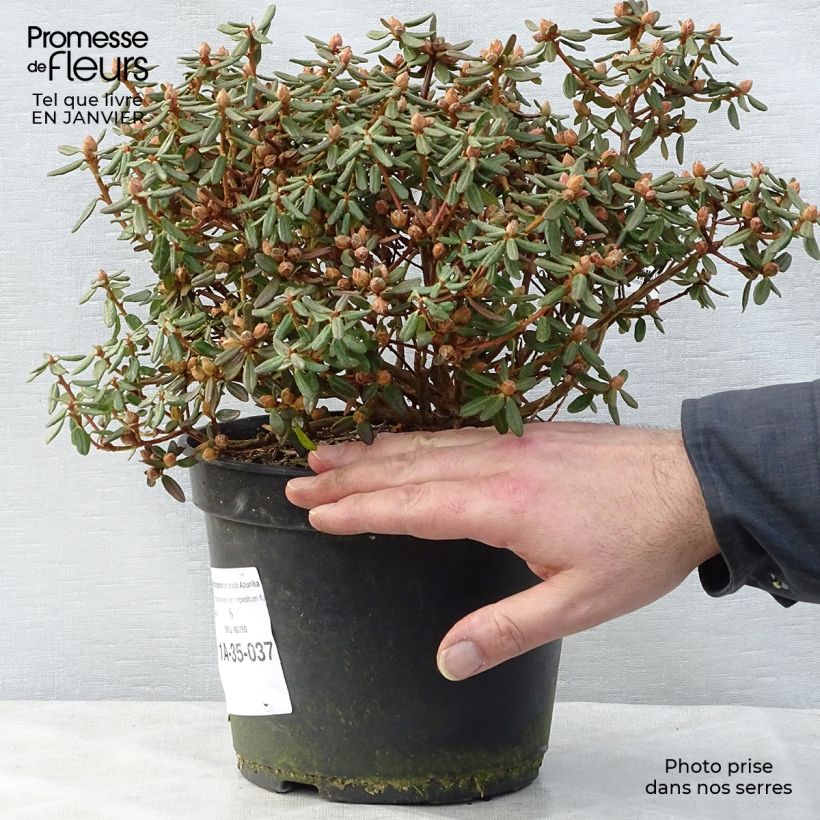 Exemplar von Rhododendron Azurika Topf mit 2L/3L wie im Winter geliefert
