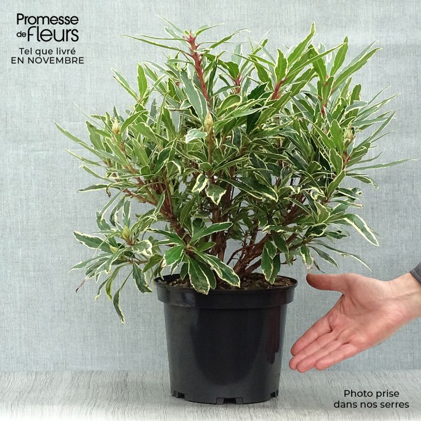 Example of Rhododendron ponticum Variegatum Topf mit 4L/5L as you get in automne