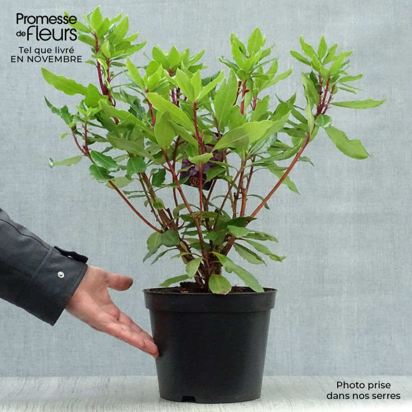 Example of Rhododendron ponticum Topf mit 3L/4L as you get in automne