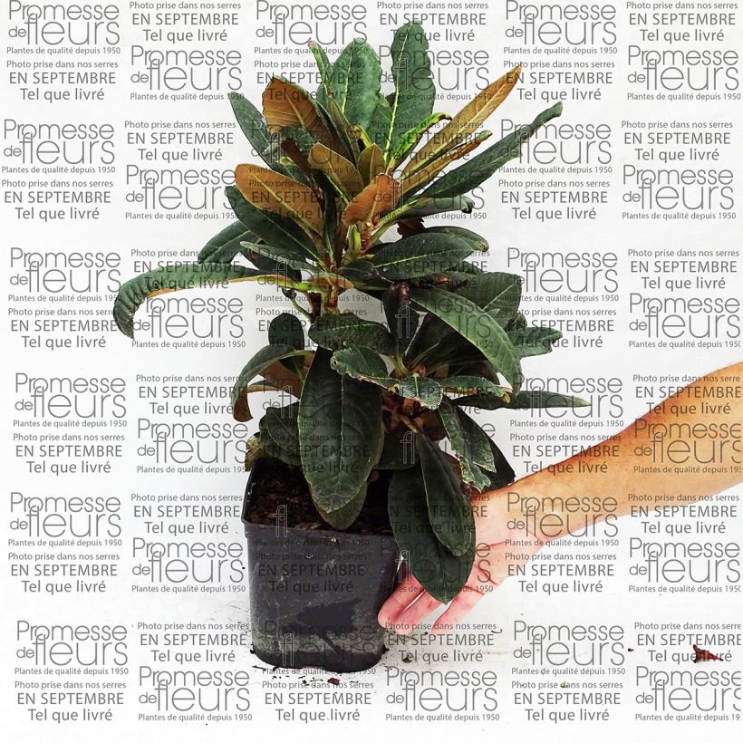 Example of Rhododendron rex Topf mit 3L/4L as you get