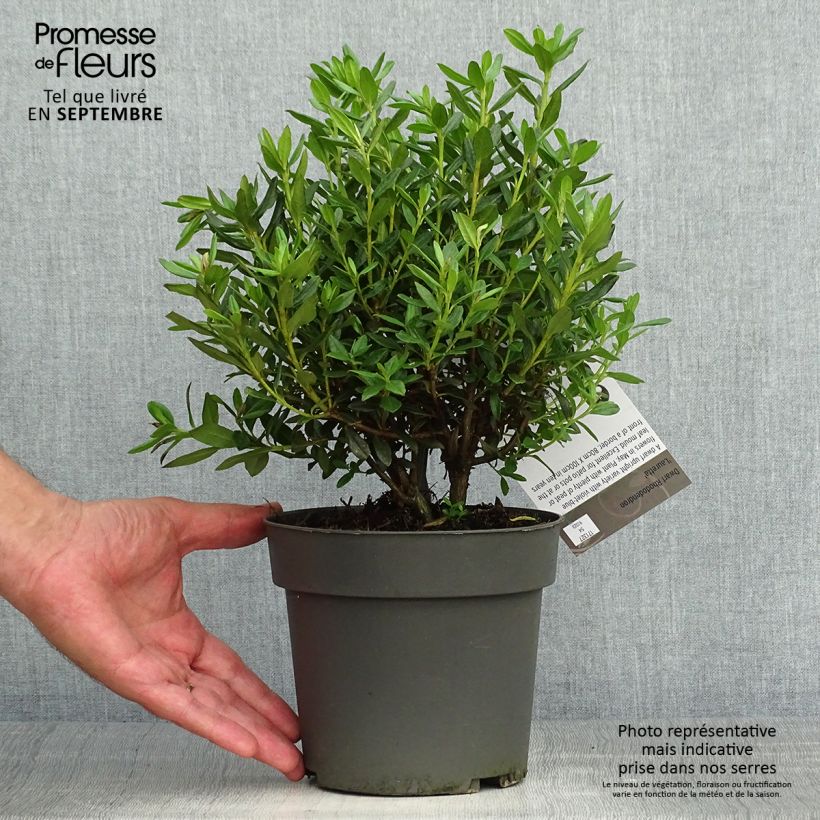 Example of Rhododendron russatum Lauretta Topf mit 2L/3L as you get in automne