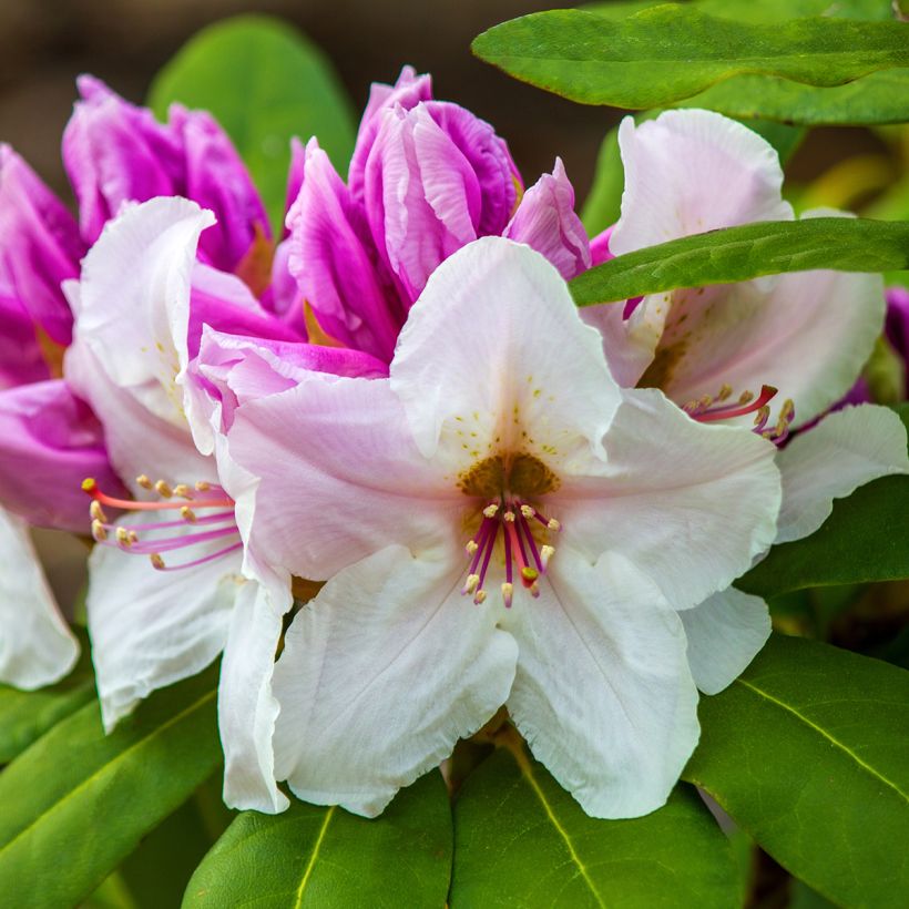 Rhododendron williamsianum Gartendirektor Rieger (Harvest)