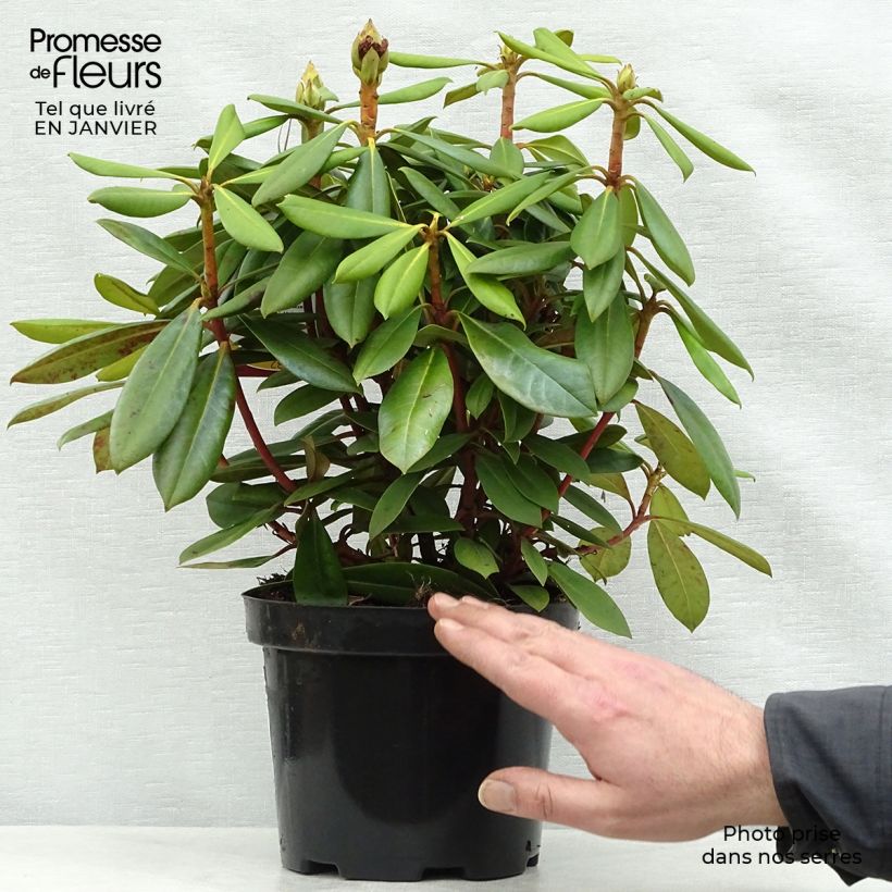 Exemplar von Rhododendron yakushimanum Caroline Allbrook Topf mit 2L/3L wie im Winter geliefert