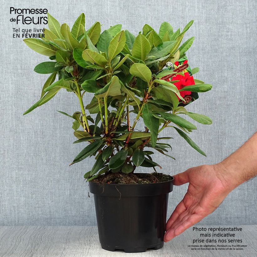 Example of Rhododendron yakushimanum Dopey Topf mit 2L/3L as you get in automne