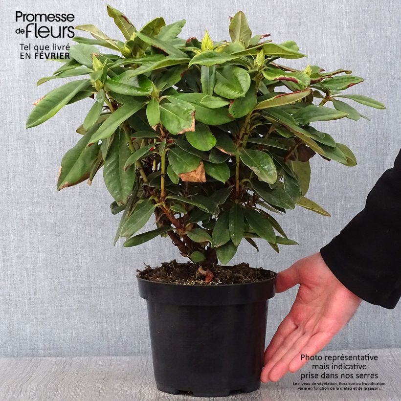 Exemplar von Rhododendron yakushimanum Dopey Topf mit 2L/3L wie im Winter geliefert